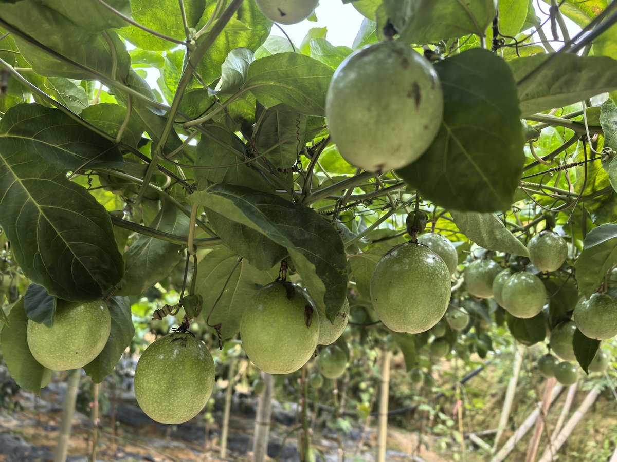 树上的黄金百香果